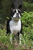 BOSTON TERRIER 176
